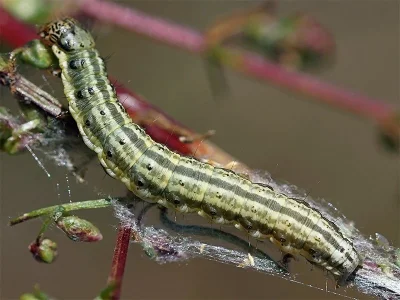 Loxostege turbidalis