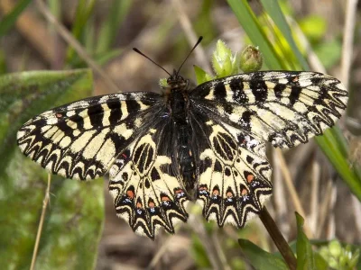 Zerynthia (Zerynthia) polyxena