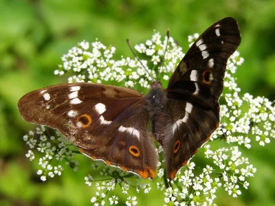 Apatura ilia