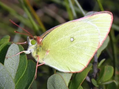 Colias palaeno