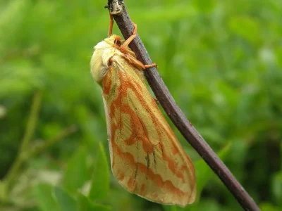 Hepialus humuli