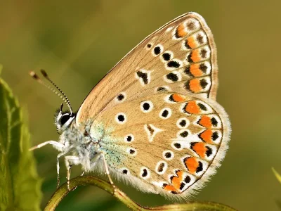 Polyommatus (Polyommatus) icarus
