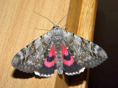 Catocala electa