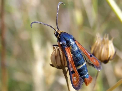 Pyropteron (Pyropteron) chrysidiformis