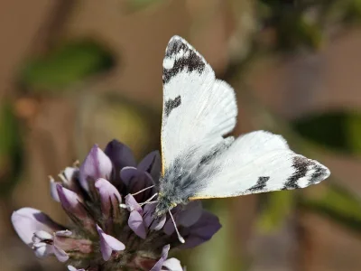 Euchloe (Euchloe) eversi
