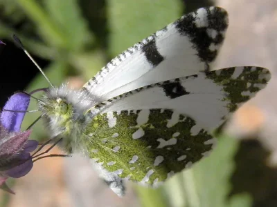 Euchloe (Euchloe) crameri