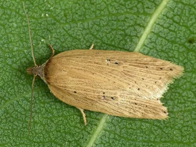 Acleris lorquiniana