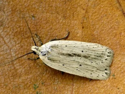 Agonopterix pallorella