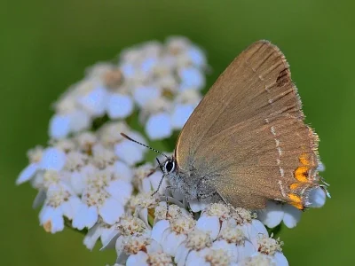 Satyrium (Nordmannia) acaciae