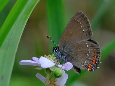 Satyrium (Nordmannia) ilicis