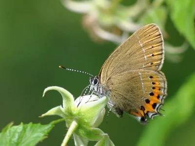 Satyrium (Strymonidia) pruni