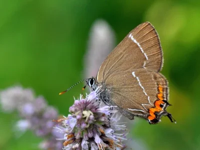 Satyrium (Strymonidia) w-album