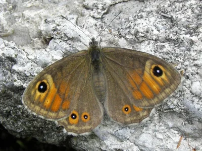Lasiommata maera