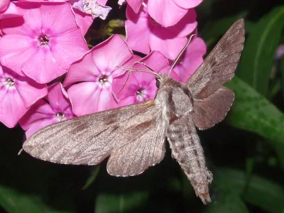 Sphinx pinastri