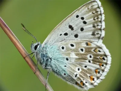 Polyommatus (Lysandra) coridon