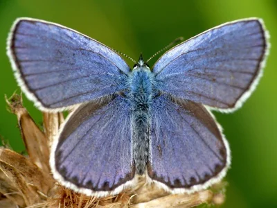 Plebejus (Lycaeides) argyrognomon
