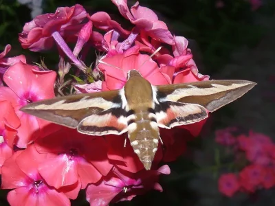 Hyles gallii