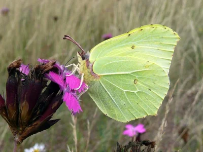 Gonepteryx rhamni