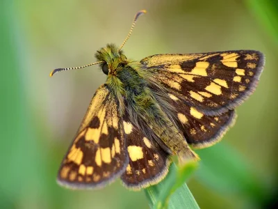 Carterocephalus palaemon