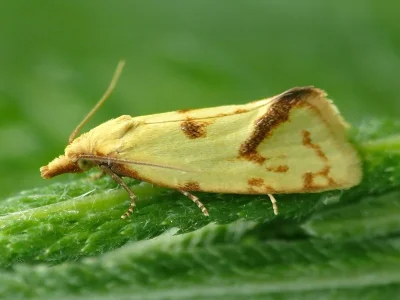 Agapeta hamana