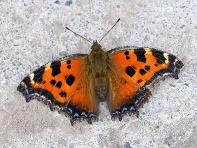 Nymphalis (Nymphalis) xanthomelas