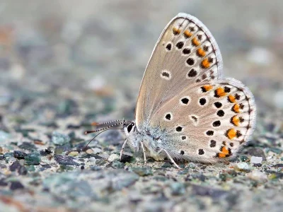 Kretania trappi