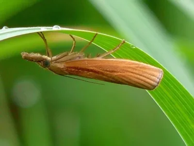 Pediasia luteella