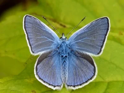 Polyommatus (Polyommatus) icarus