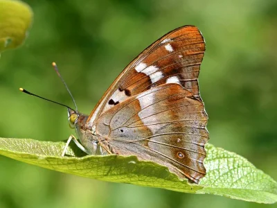 Apatura ilia