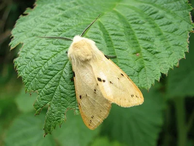 Spilarctia (Spilarctia) lutea