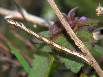 Paradarisa consonaria