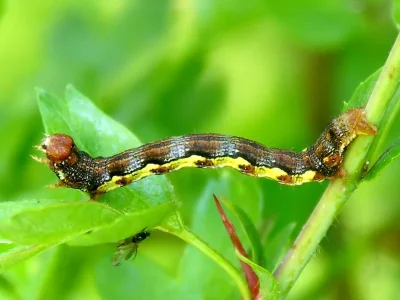 Erannis defoliaria