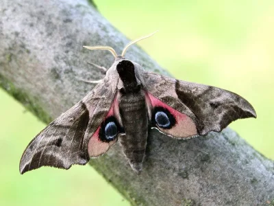 Smerinthus ocellata