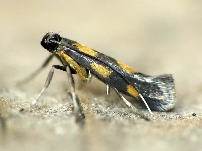 Euspilapteryx auroguttella