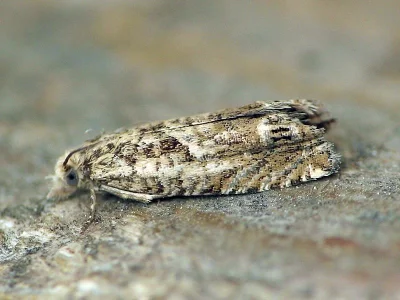 Eucosma aemulana