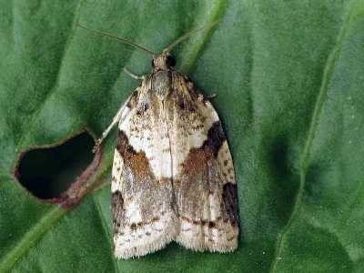 Clepsis spectrana