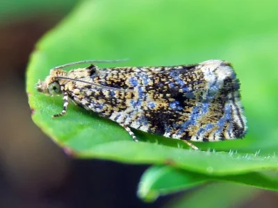 Syricoris lacunana