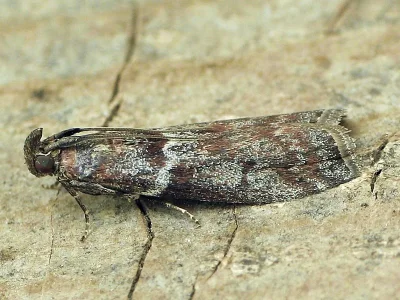 Laodamia faecella