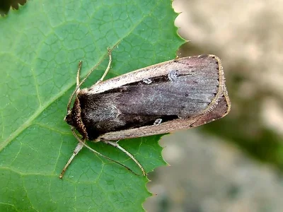 Ochropleura leucogaster