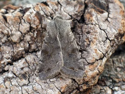 Orthosia (Orthosia) incerta