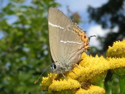 Satyrium (Strymonidia) w-album