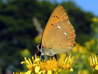 Lycaena (Heodes) virgaureae