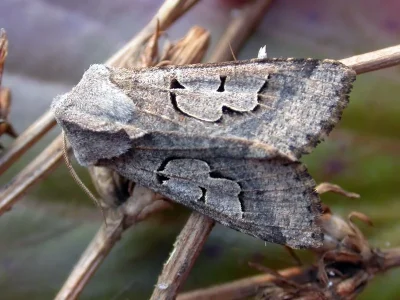 Perigrapha (Perigrapha) i-cinctum