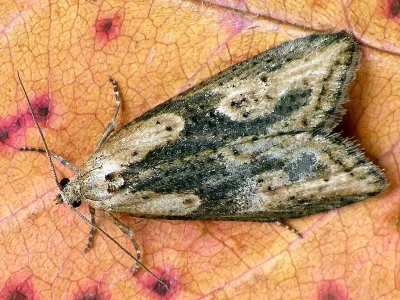Doloploca punctulana