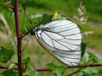 Aporia crataegi