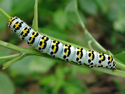 Cucullia scrophulariae