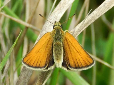 Thymelicus lineola