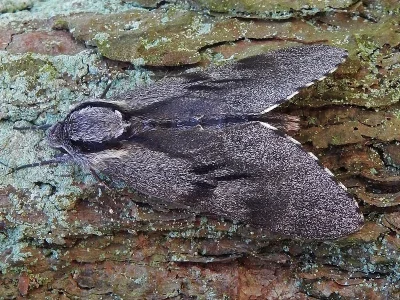 Sphinx pinastri