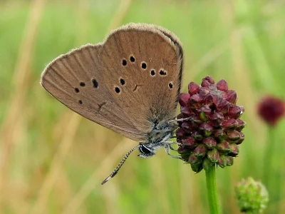 Phengaris nausithous