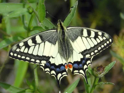 Papilio (Papilio) machaon